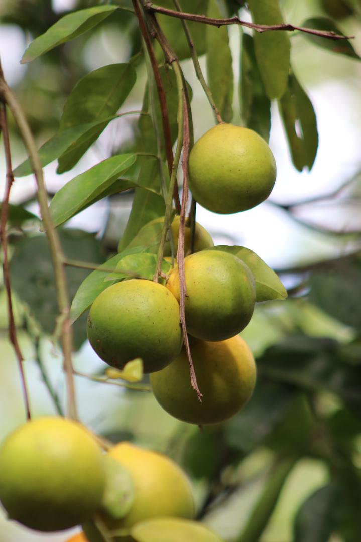Naranja Super Jugosa Variedad Tangelo En Presentacion De Canastilla 22 Kg O Kilo