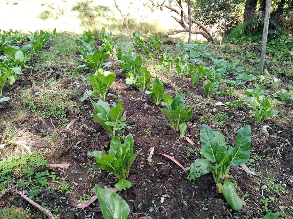 Lechuga Verde Crespa Crespa Verde Morada