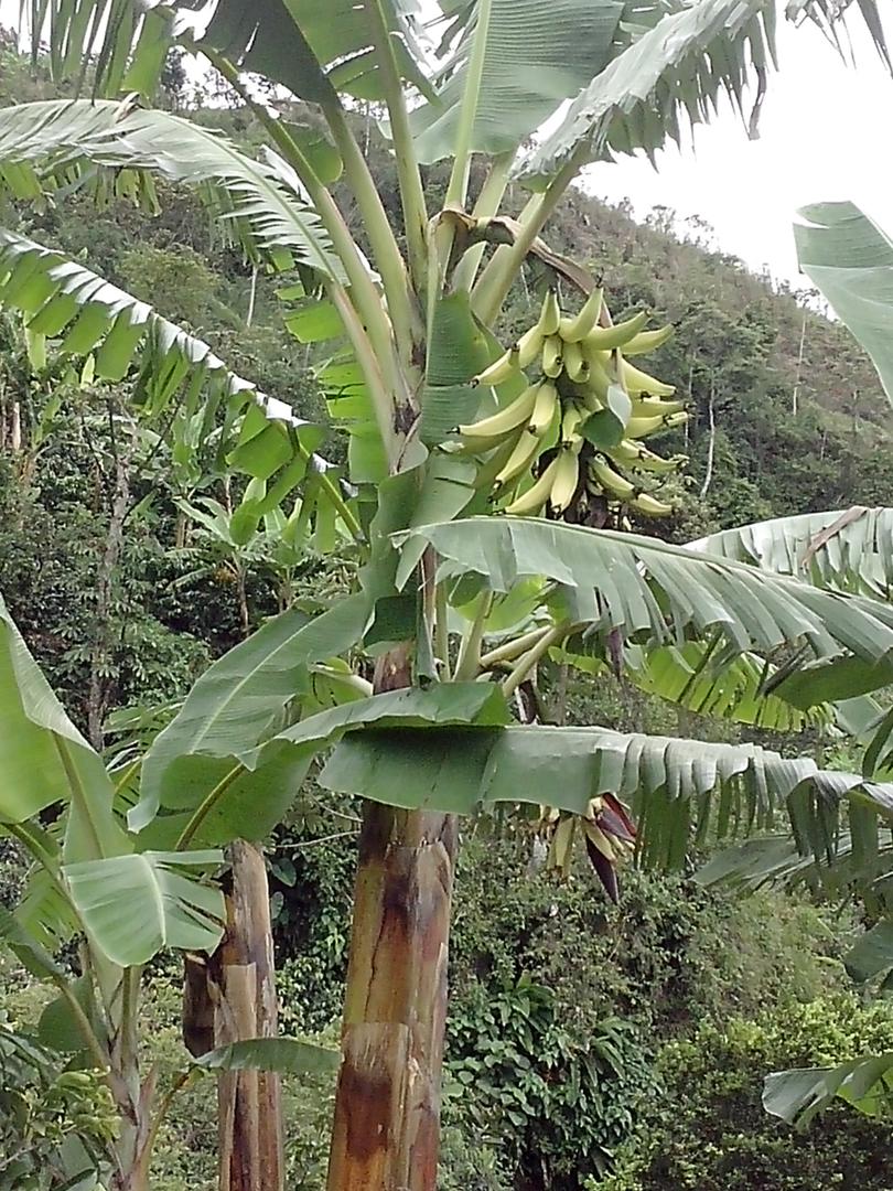 Platano
