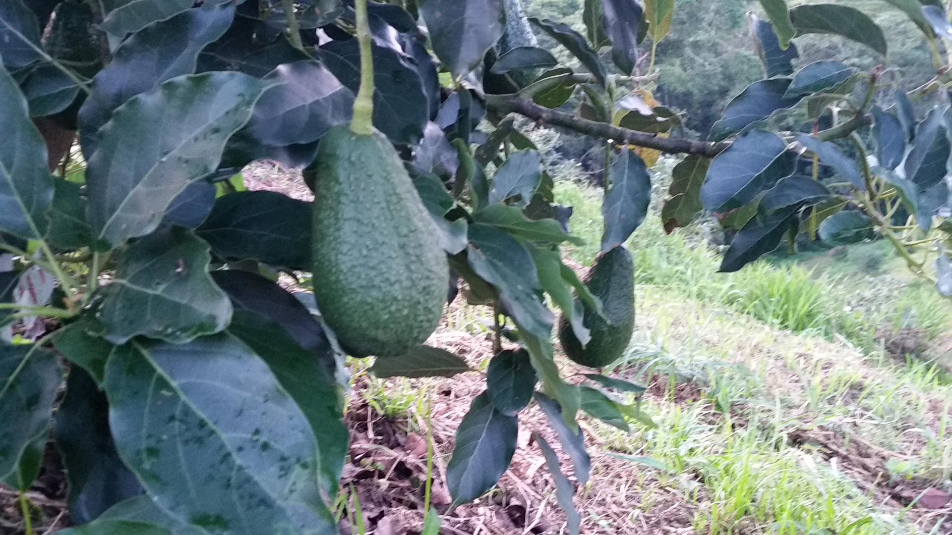Aguacate Hass