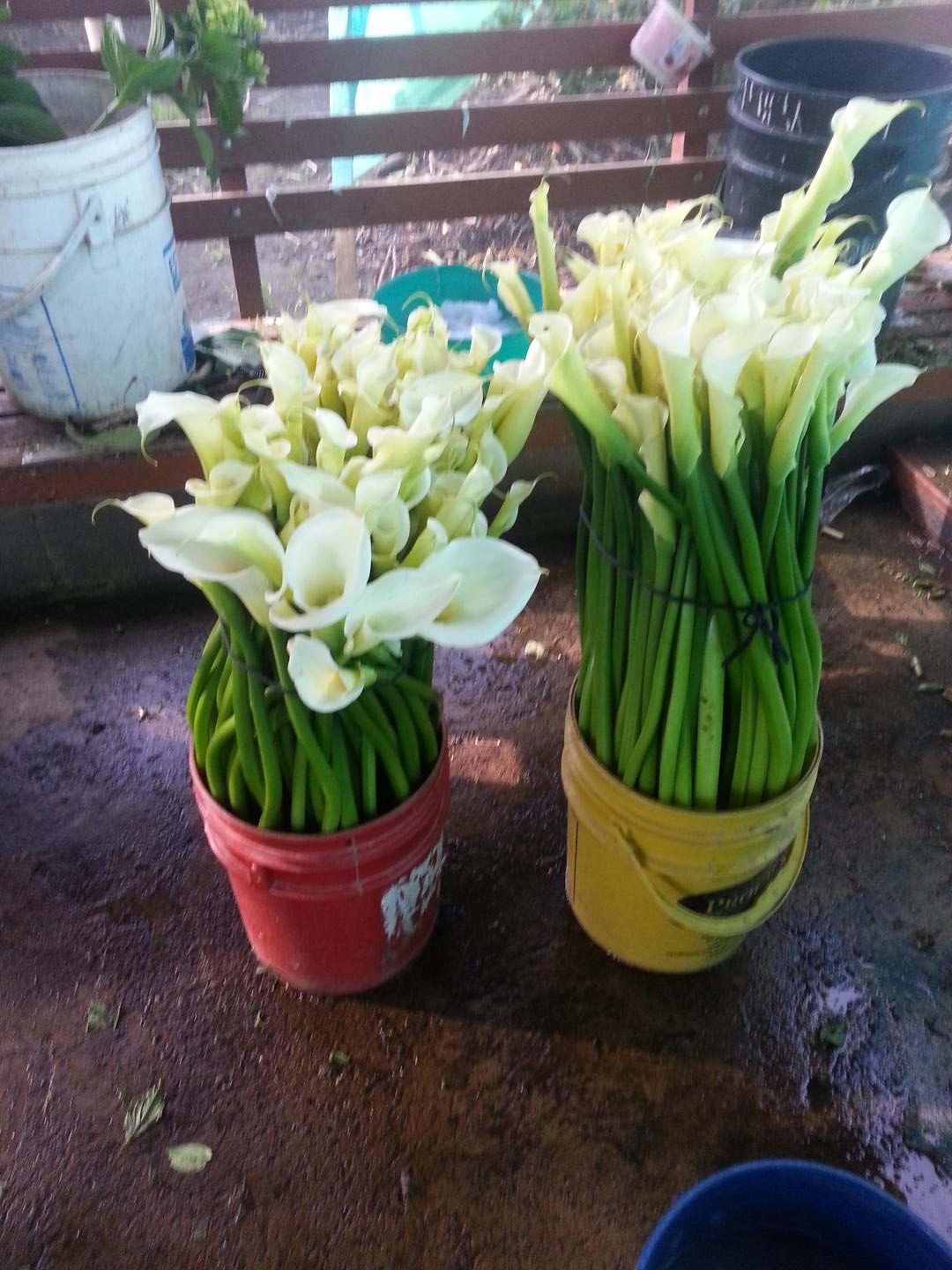 Flores