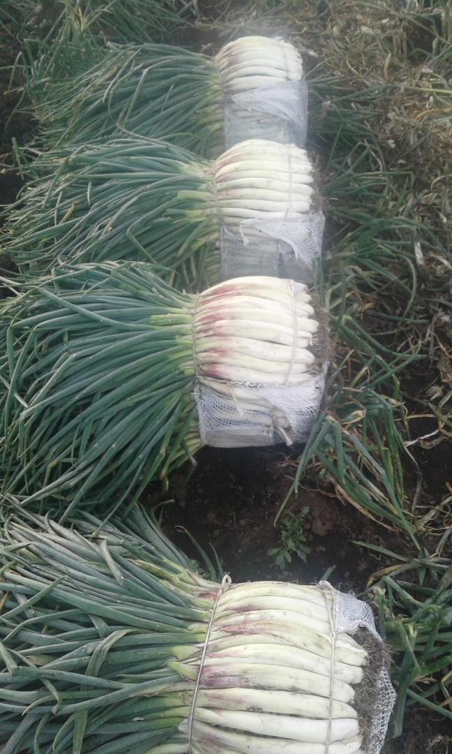 Cebolla Larga