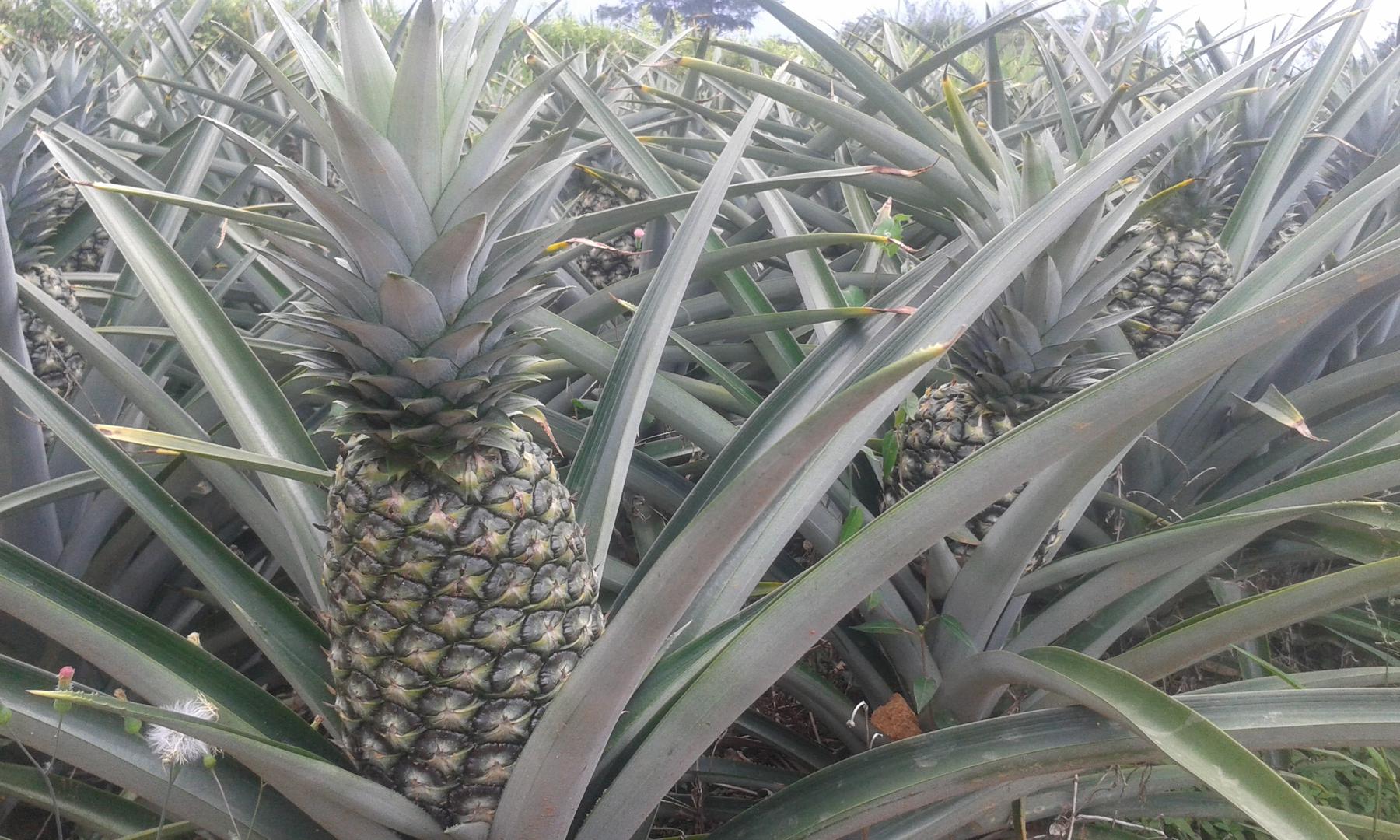 Pina Oro Miel