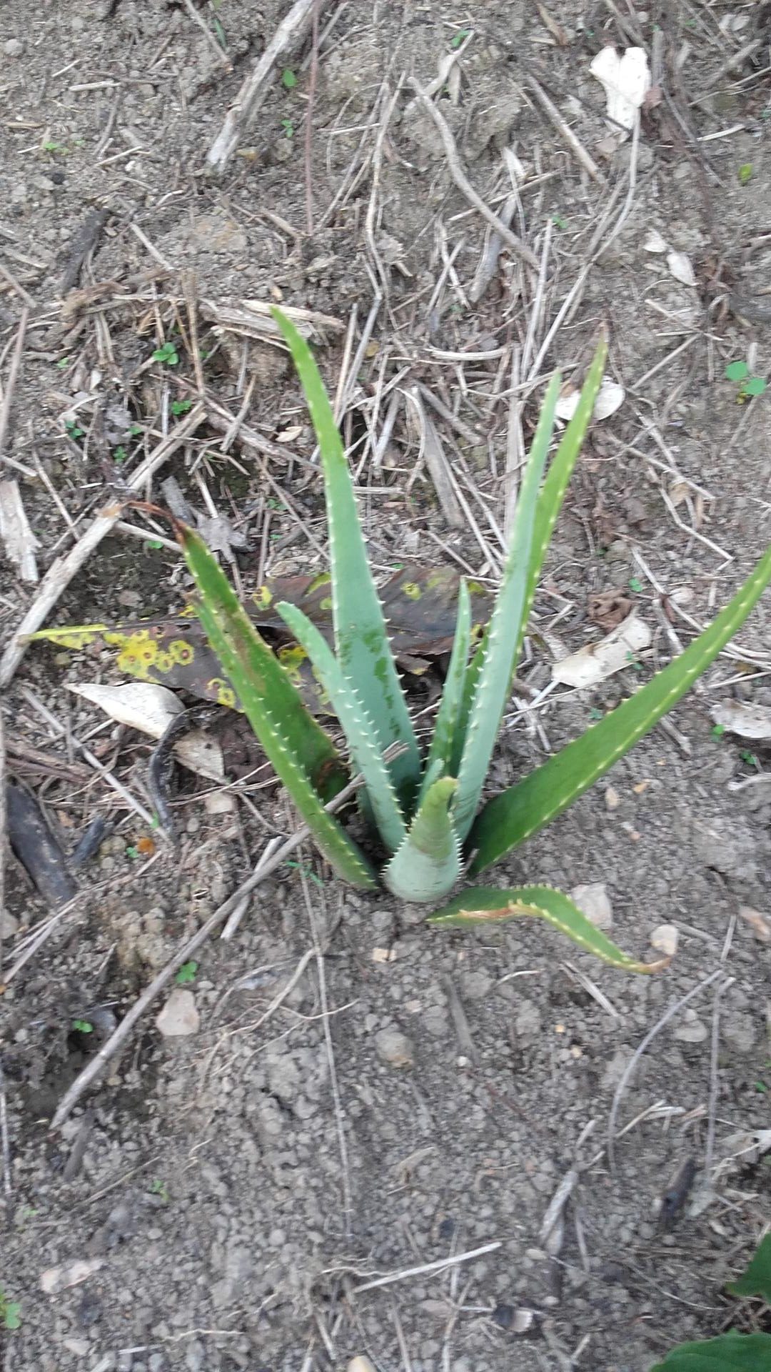 Aloevera Savila