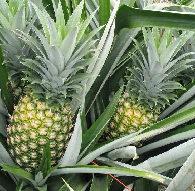 Pina Gold