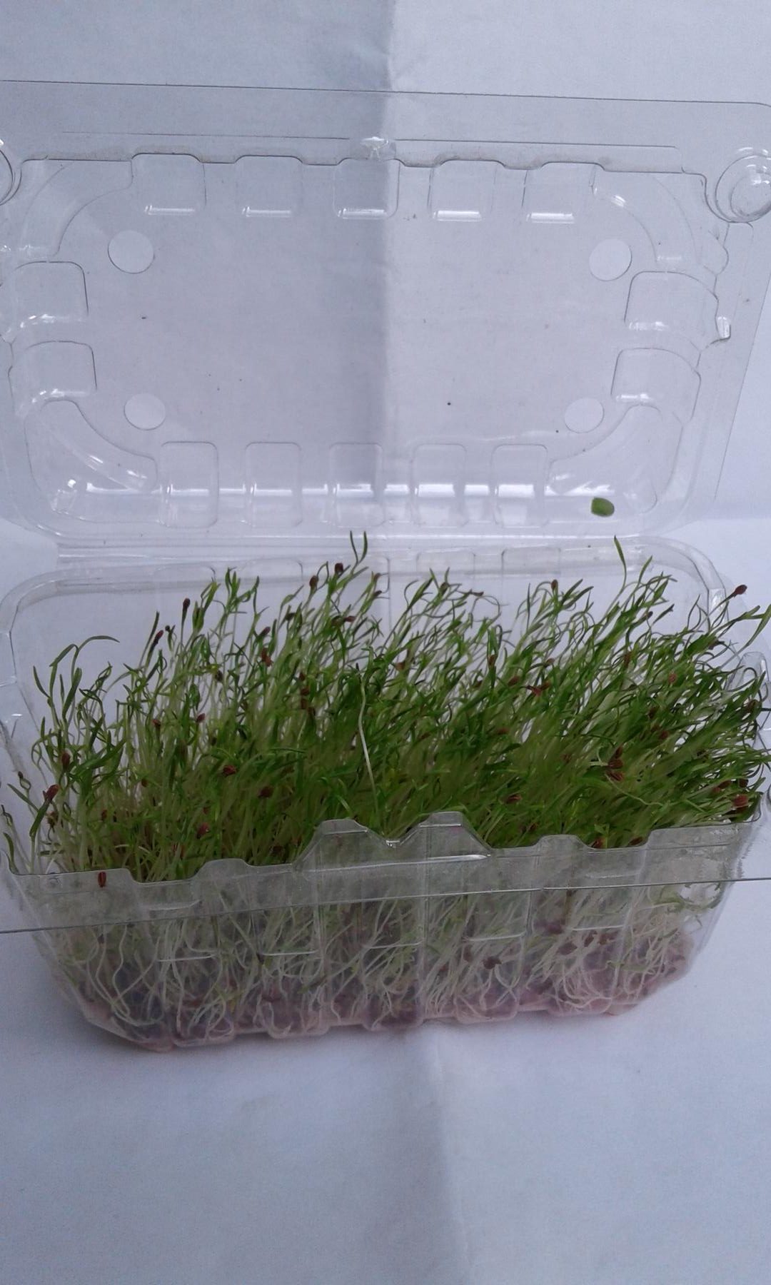 Germinados De Zanahoria