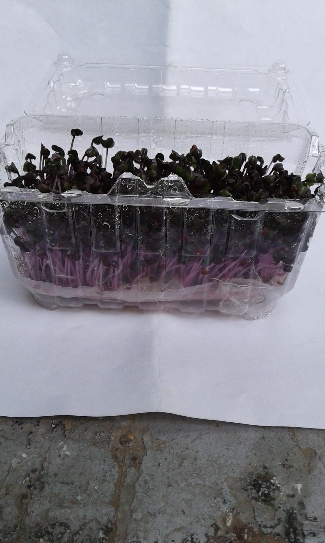 Germinados De Repollo Morado