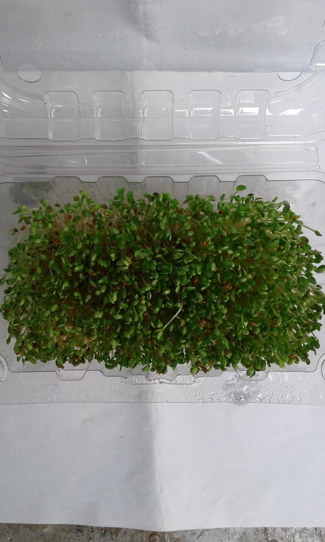 Germinados De Trebol