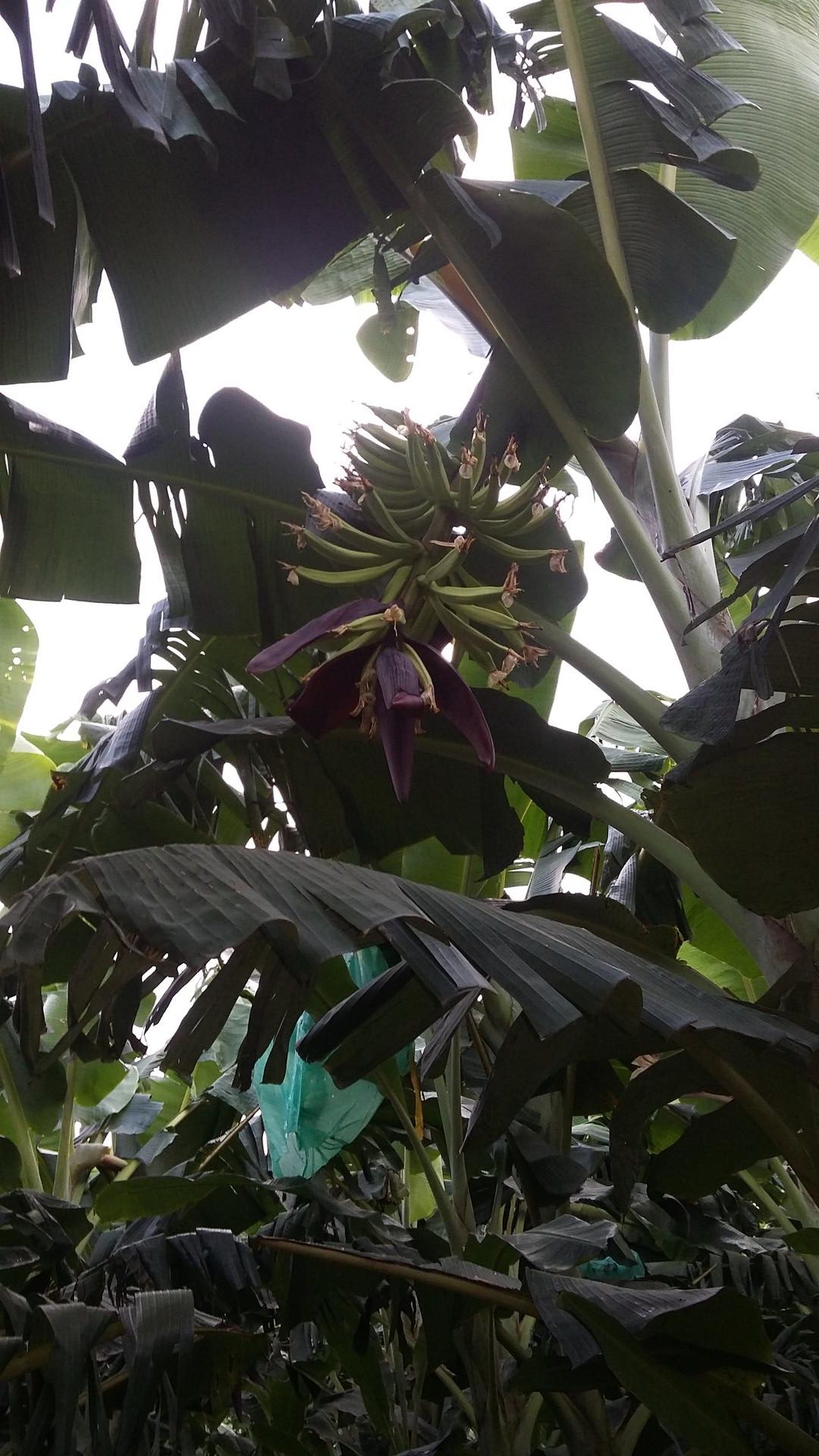 Platano