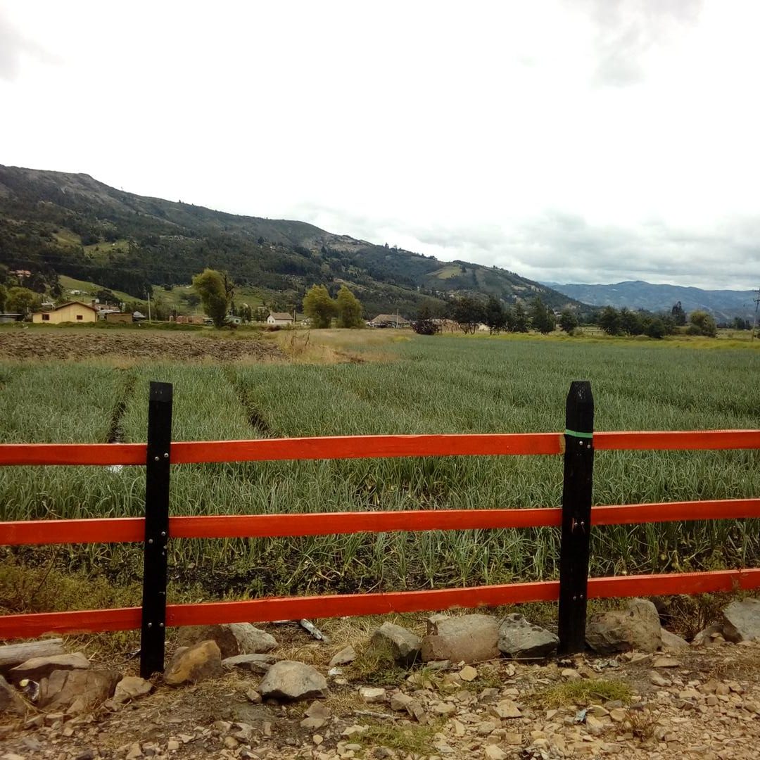 Cebolla Cabezona
