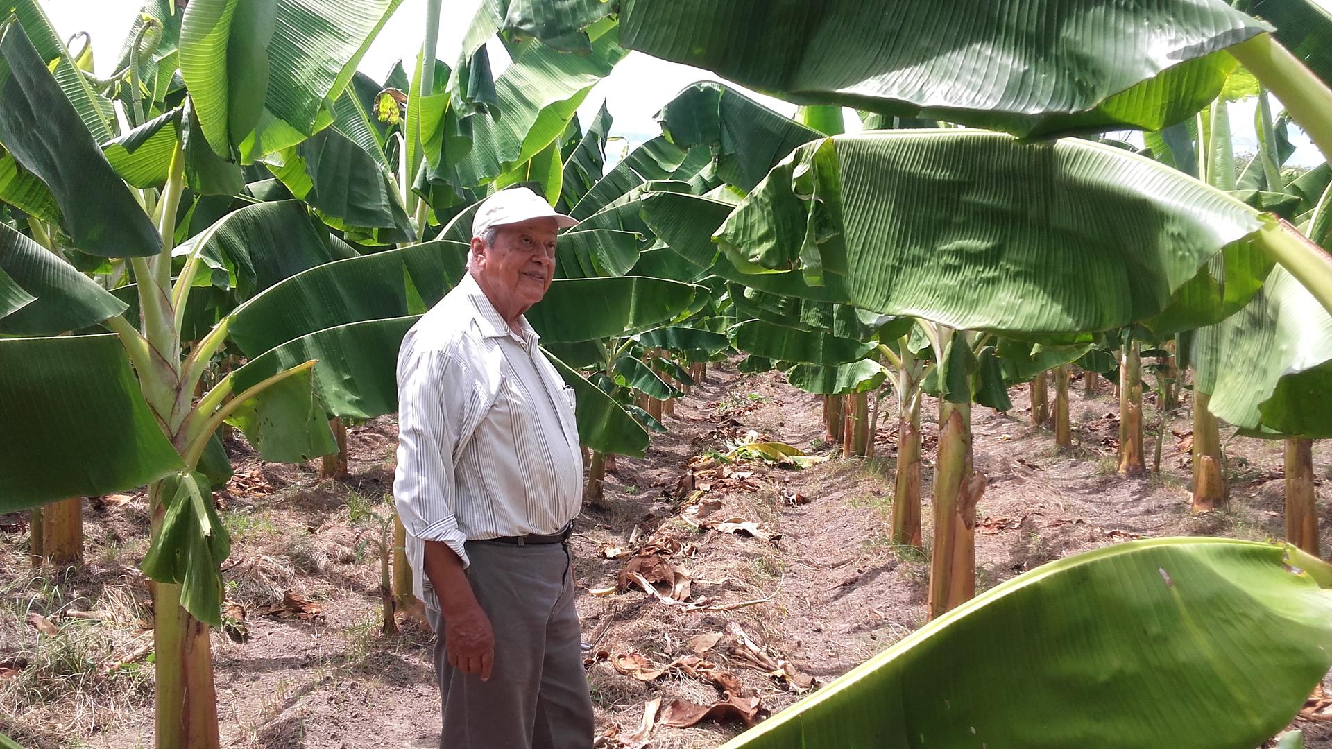 Platano Harton