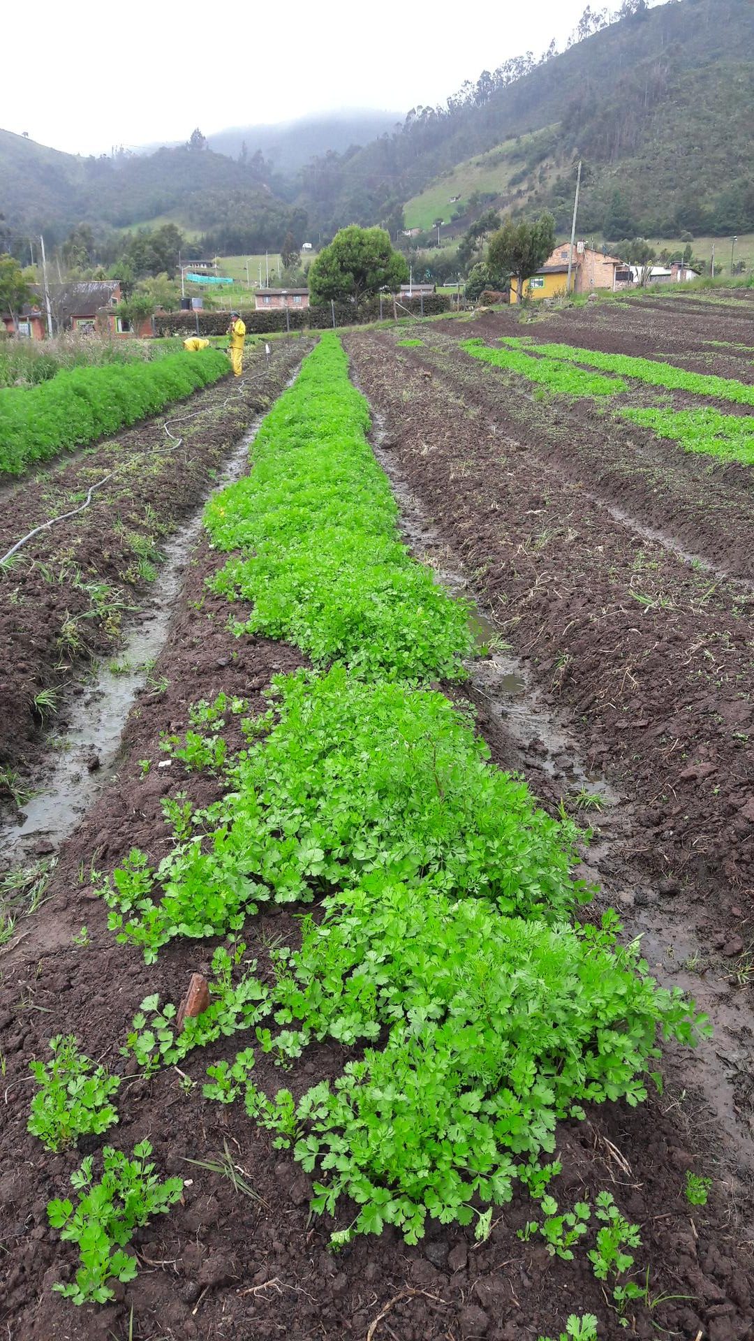 Cilantro