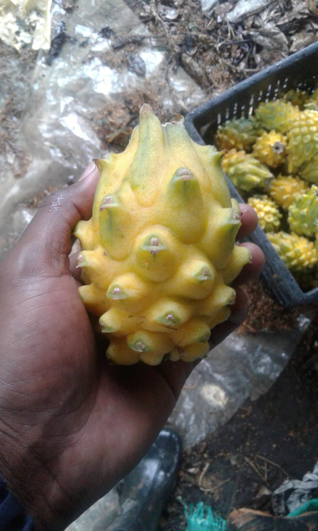 Pitahaya