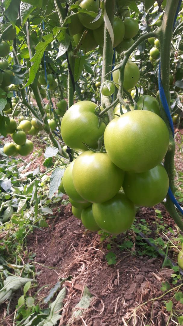 Tomate Chonto