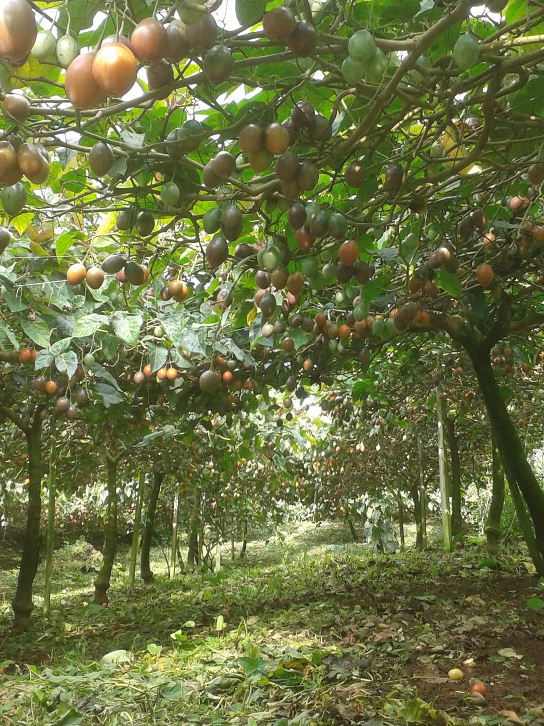 Tomate De Arbol