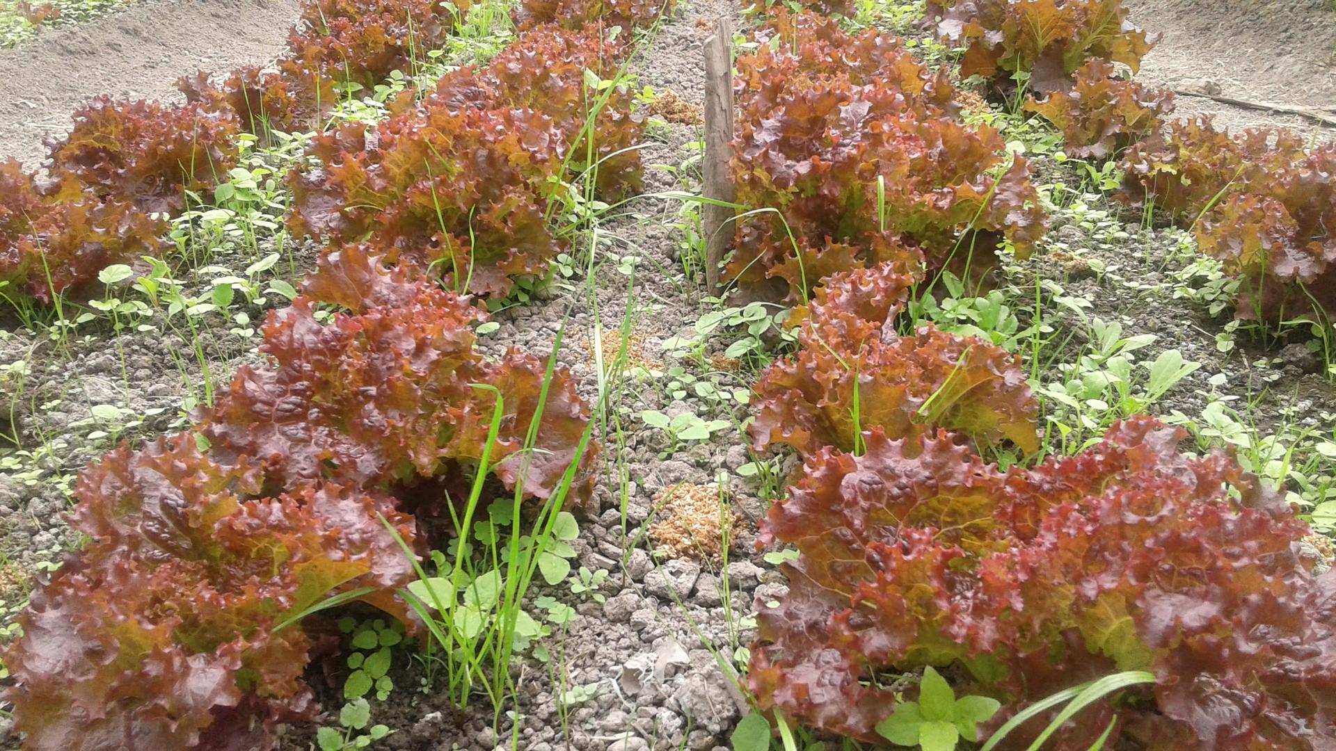 Lechuga Romana