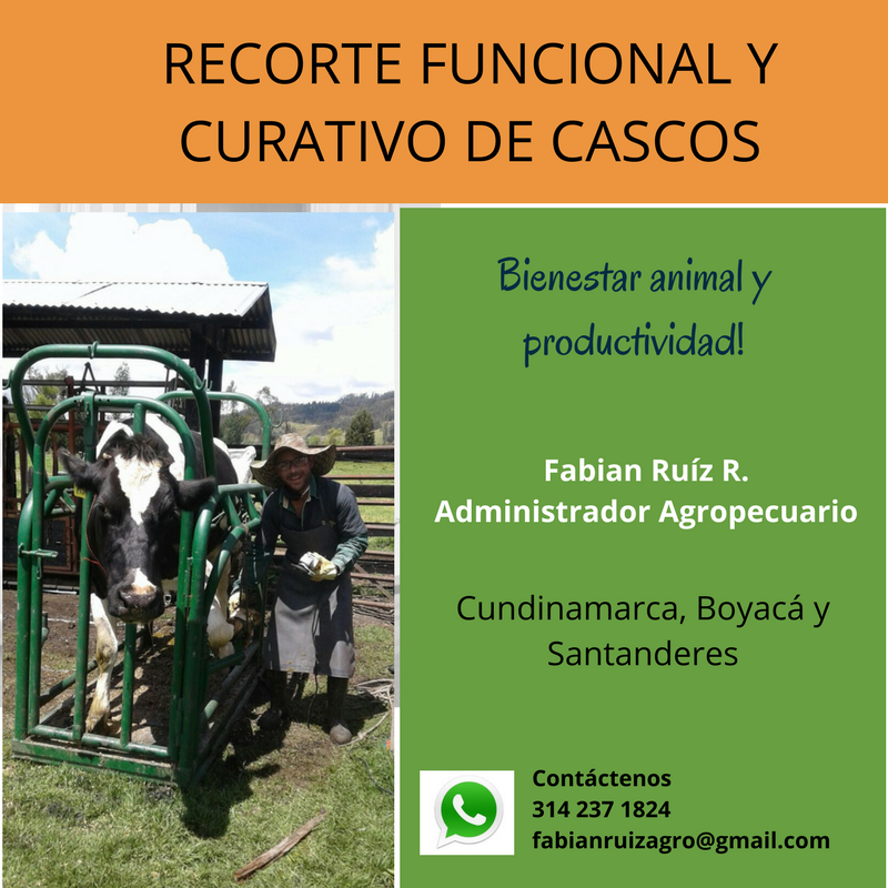 Recorte De Cascos En Bovinos Descasque
