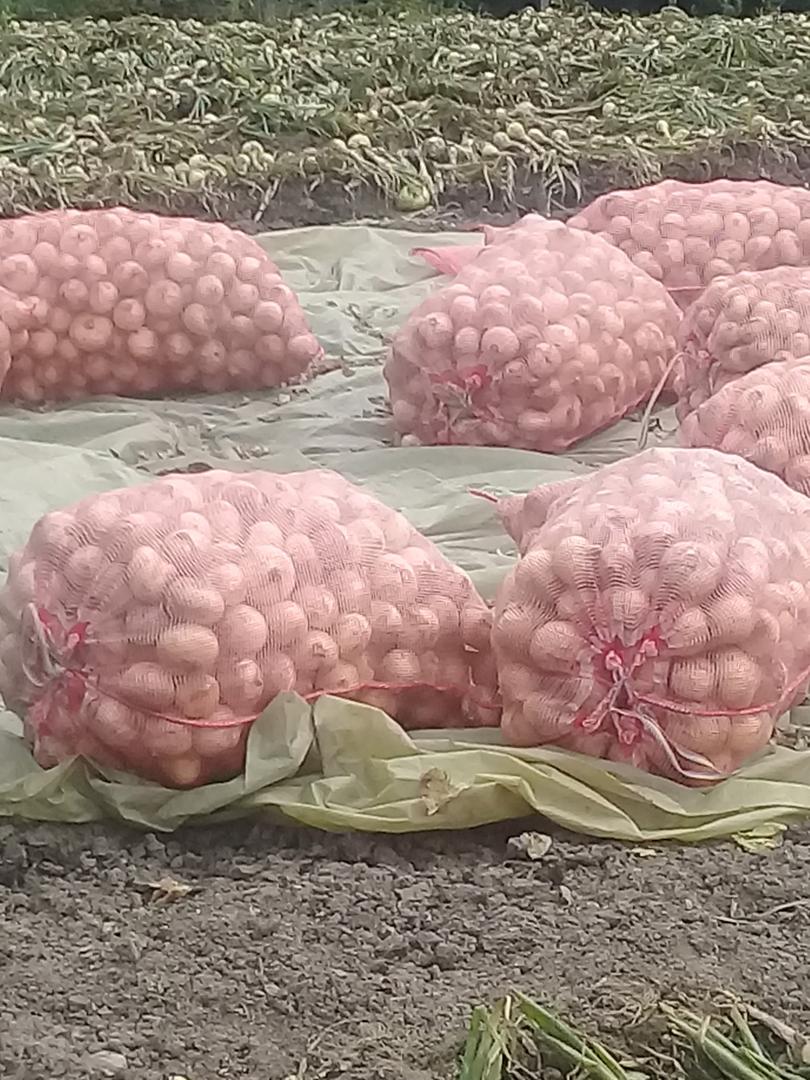 Cebolla Cabezona