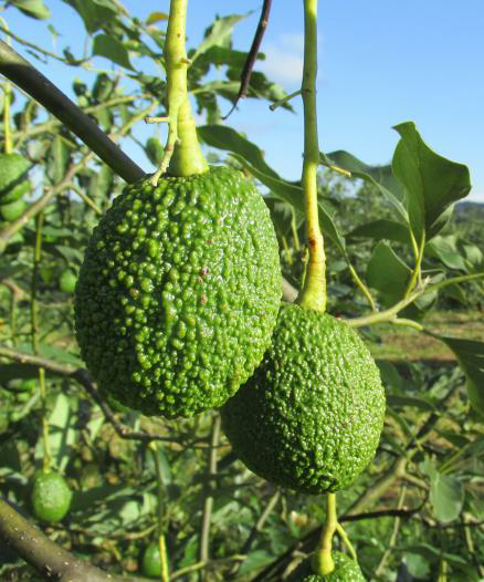 Aguacate