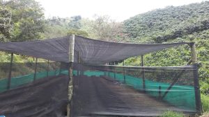 Colino De Platano