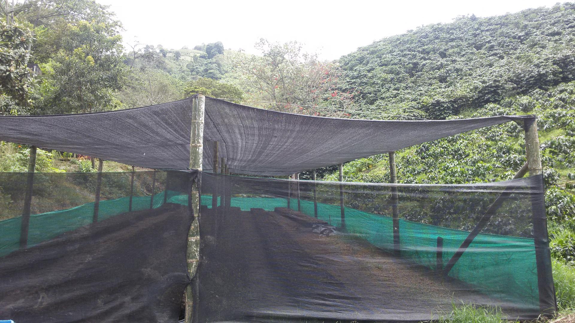 Colino De Platano