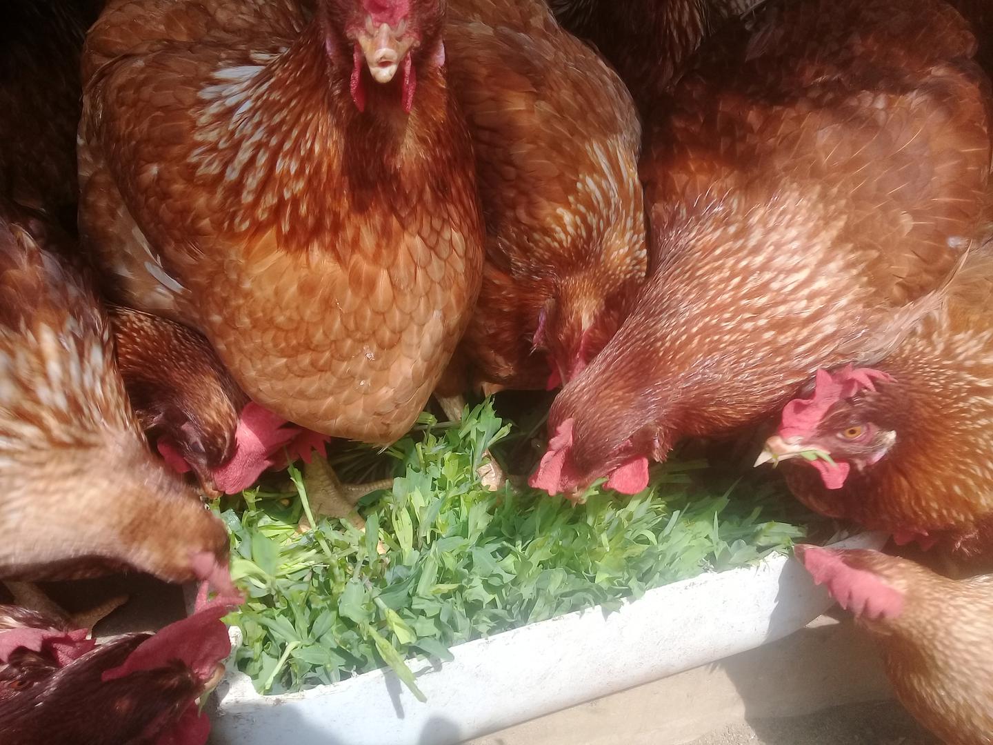 Huevos De La Casa