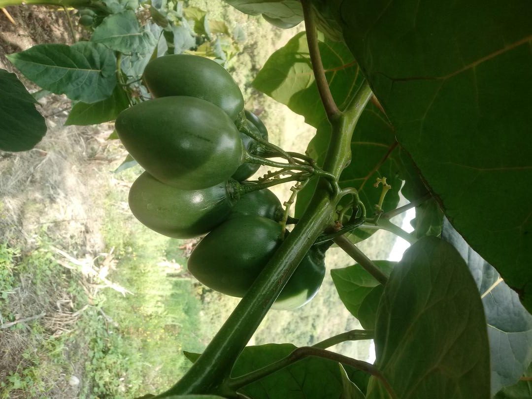 Tomate De Arbol Y Granadilla