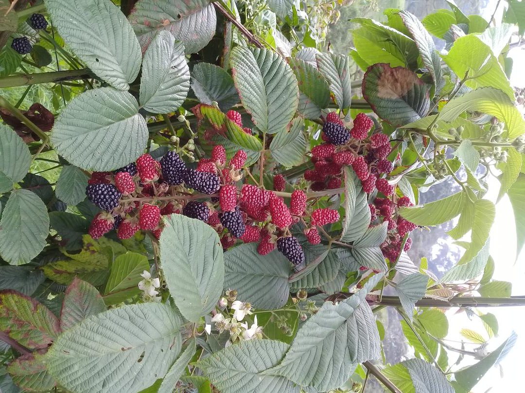 Mora Organica