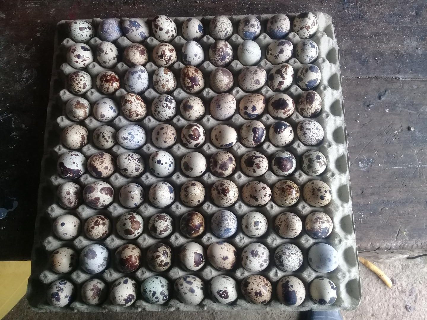 Huevos De Codorniz En Cubetas 24 Y 90 Unidades