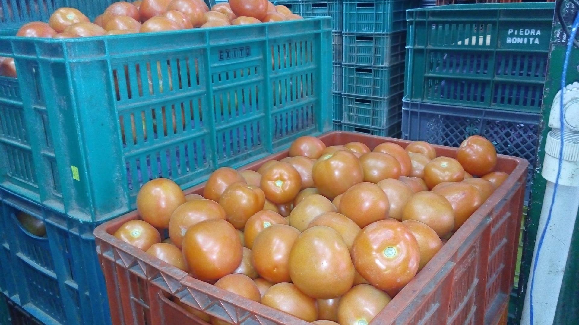Tomate Chonto