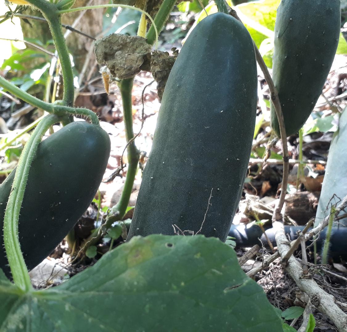 Pepino Cohombro
