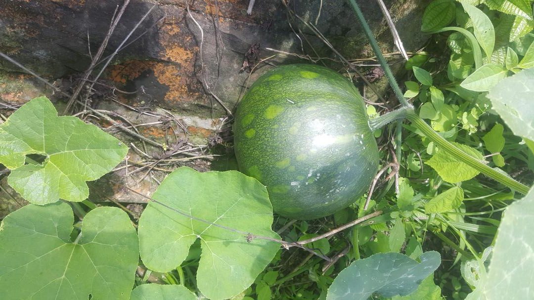 Ahuyama Variedad Bolo Verde Valluna
