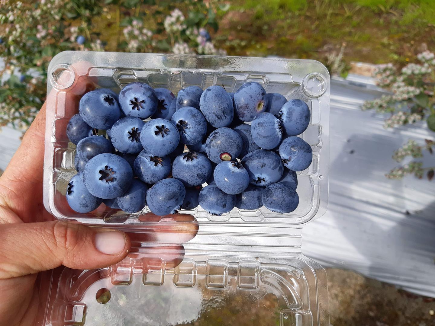 Arandanos Azules
