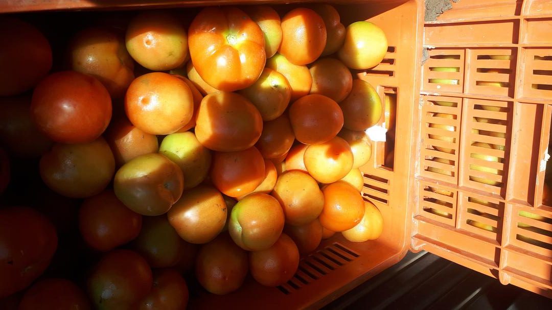 Tomate Chonto