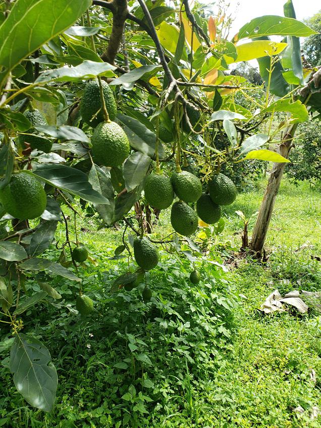 Aguacate Hass — foto 3 de 4