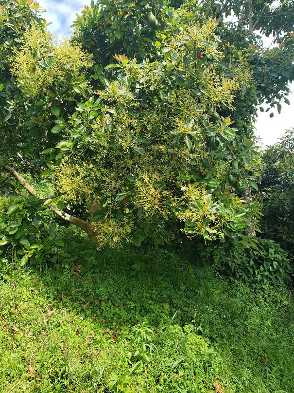 Aguacate Hass — foto 4 de 4