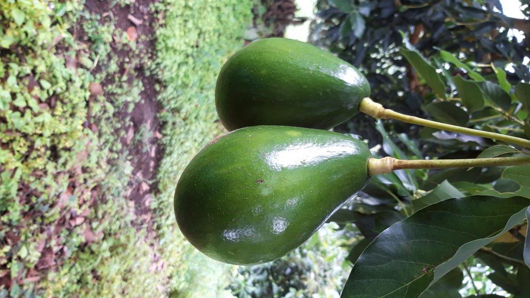 Aguacate Semil 40