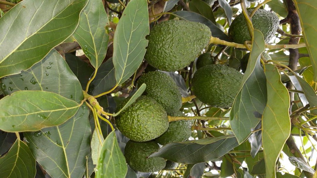 Aguacate Hass De Excelente Calidad Tipo Exportacion Certificaciones Global Gap Ica