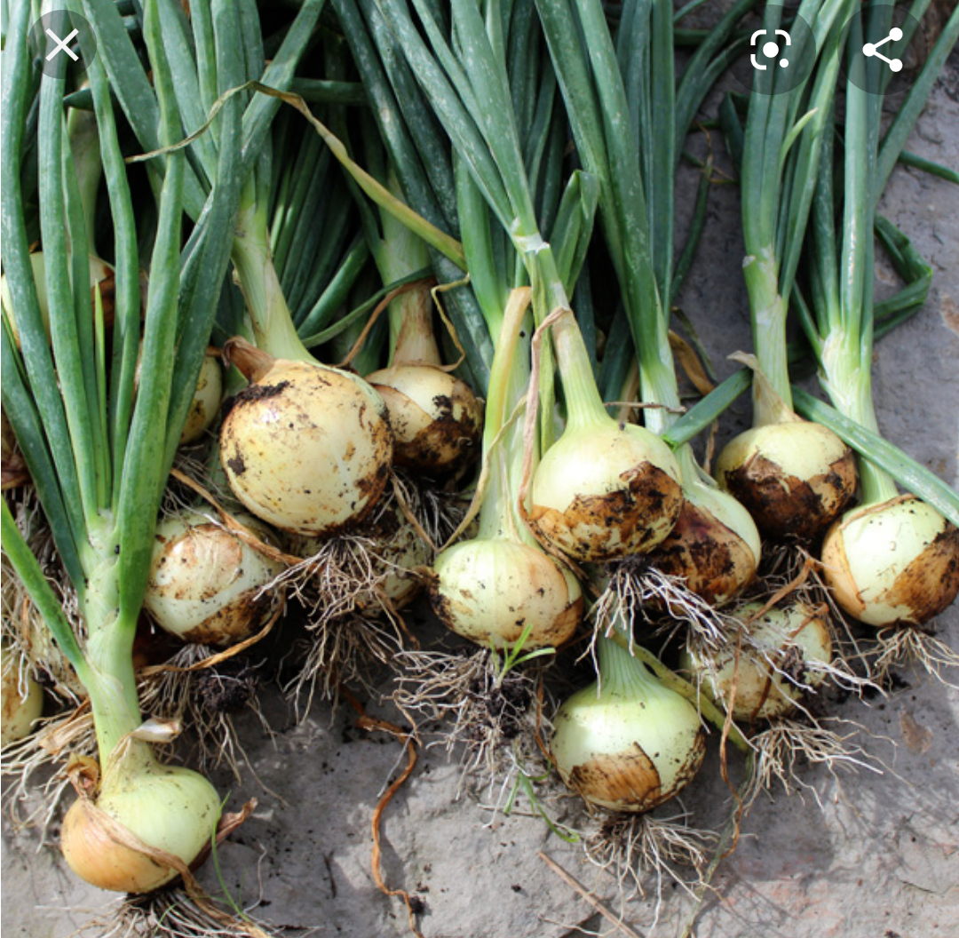 Cebolla Cabezona