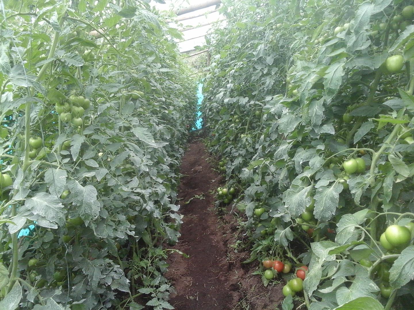 Tomate Calima X Kilo