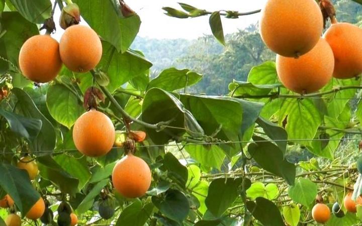 Granadilla