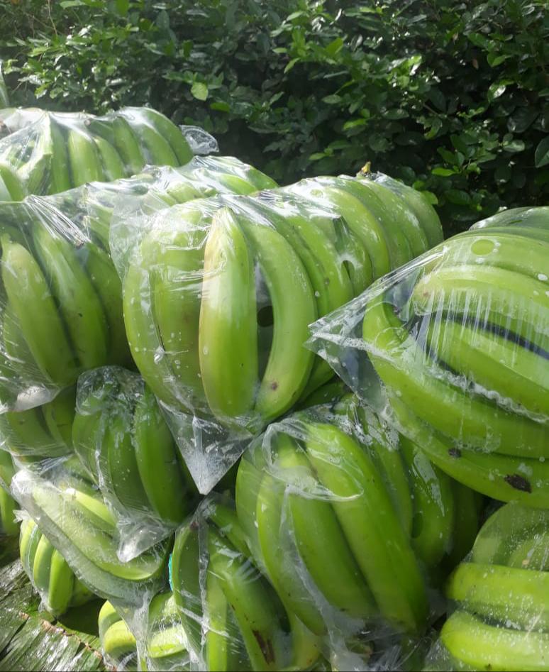Platano Llanero