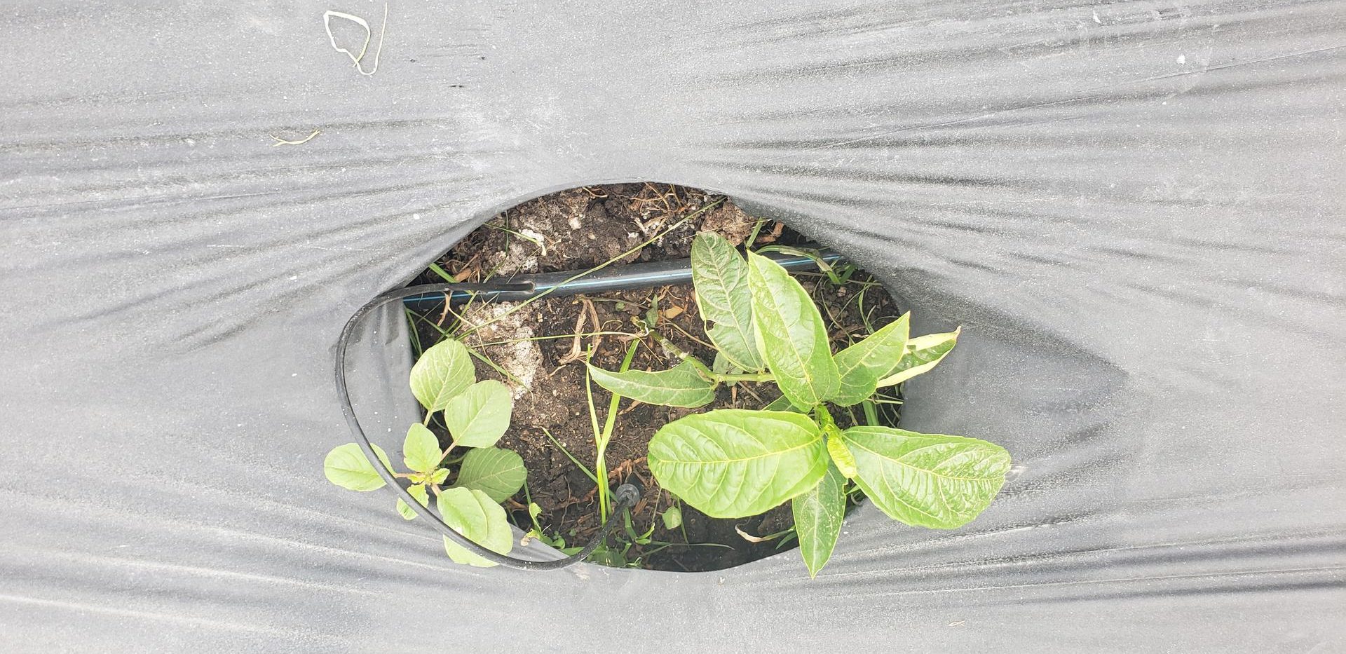 Abono Bio Organico Y Sistemas De Riego