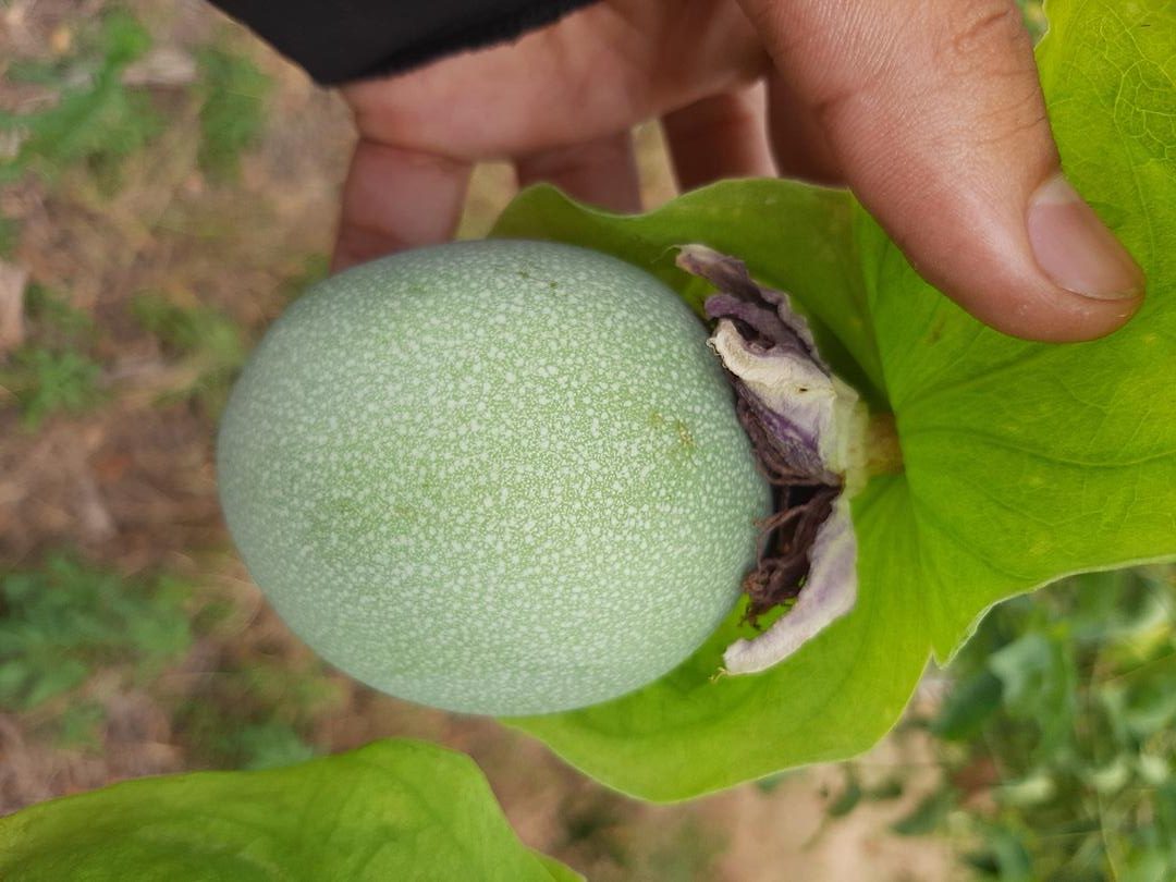 Cholupa