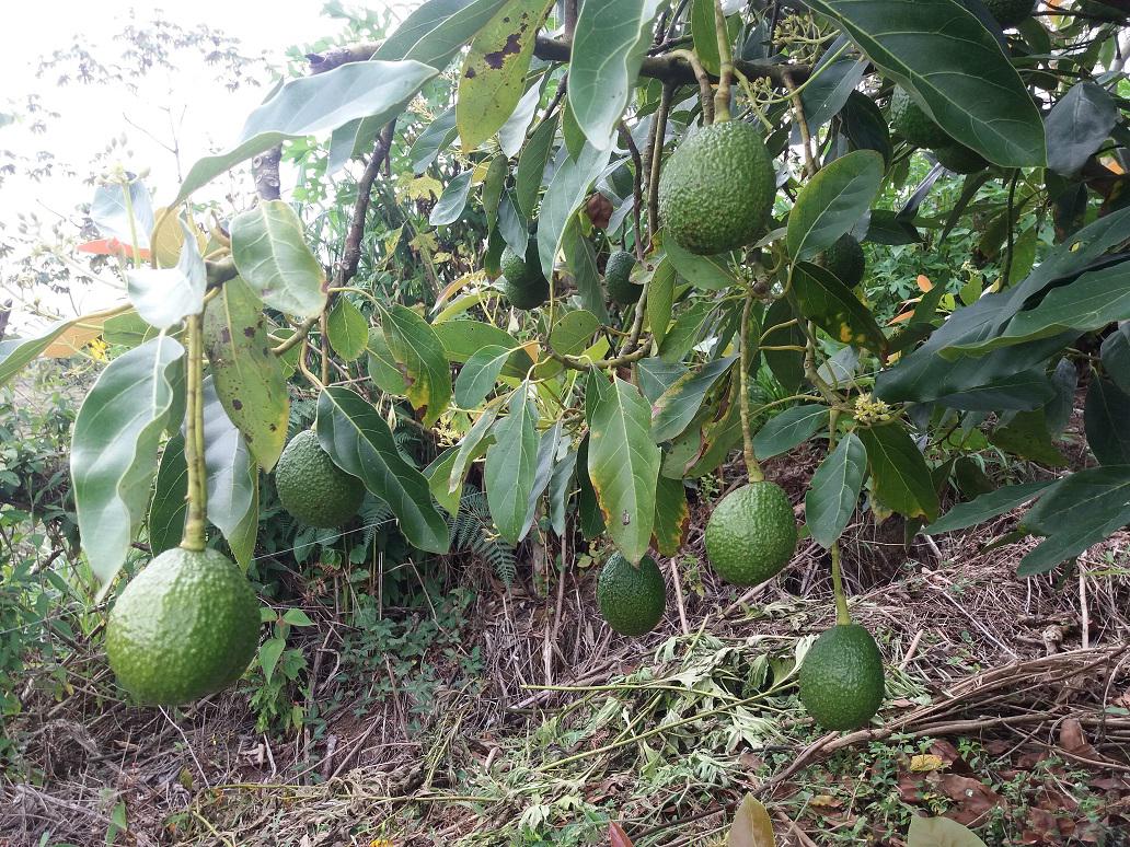 Aguacate Hass