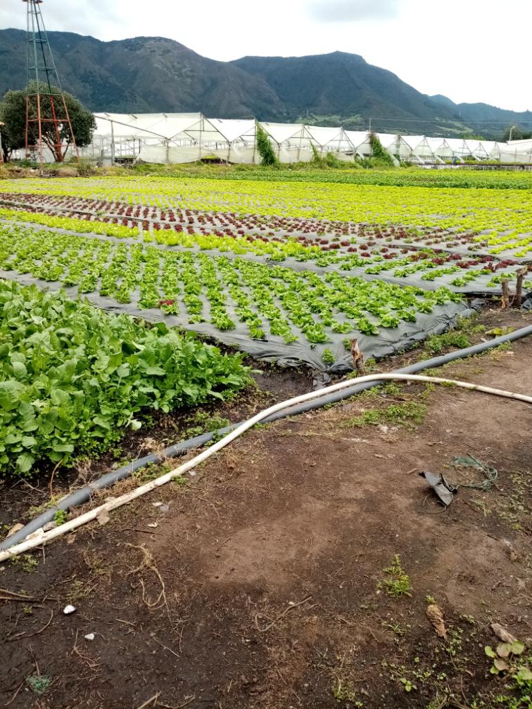 Rugula
