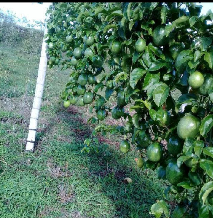 Maracuya
