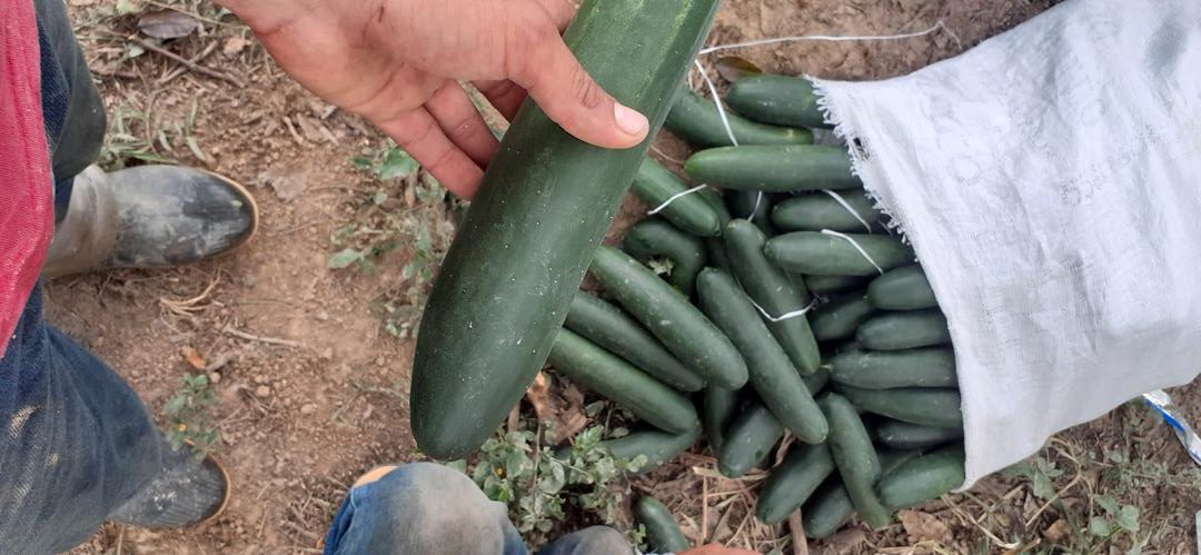 Pepino Cohombro
