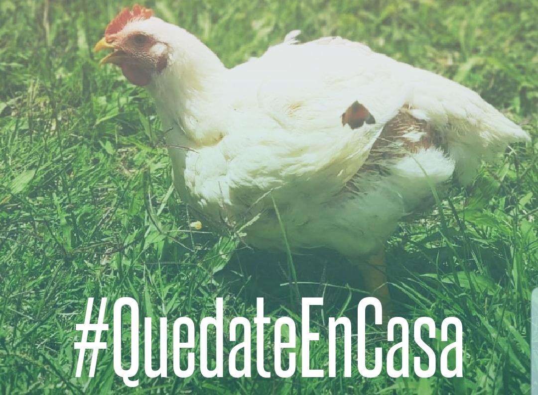 Pollo En Pie