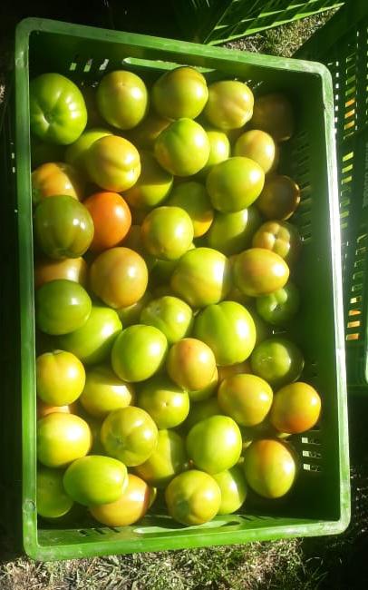 Tomate Chonto